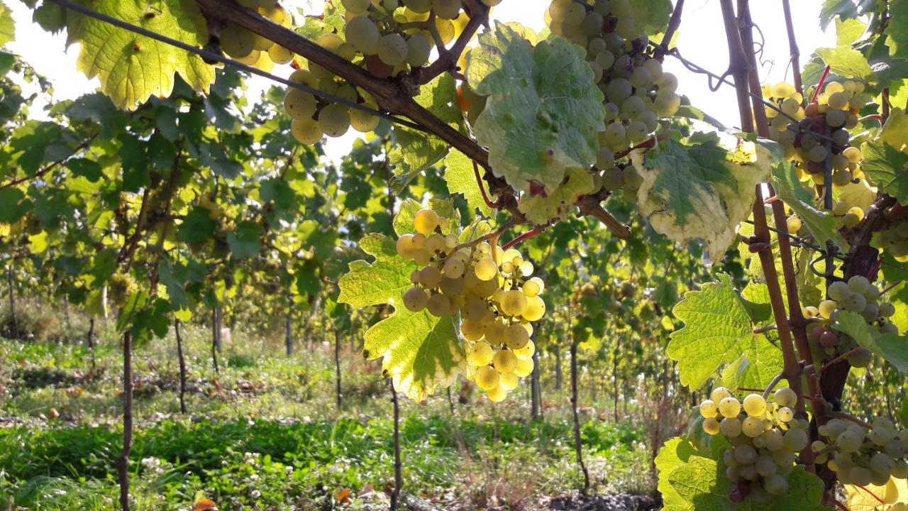 Wein- Und Landhaus S A Pruem Bernkastel-Kues Eksteriør bilde